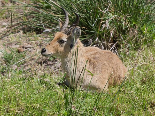 <h3><a href="/trips/tanzania/biota/animalia/chordata/mammalia/artiodactyla/bovidae/redunca arundinum/redunca arundinum-nl.html">Redunca&nbsp;arundinum</a> / Southern&nbsp;reedbuck / Rietbok</h3>OM-1 Mark II met OLYMPUS M.150-400mm F4.5, 1/2000 sec  bij F4.5, ISO 320, afstand 25.4&nbsp;m